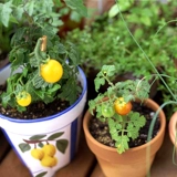 Желтый карликовый томатный семена дедушки -семян семян томатов и балкон -балкона в горшках Бесплатная доставка