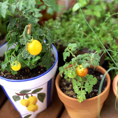 Желтый карликовый томатный семена дедушки -семян семян томатов и балкон -балкона в горшках Бесплатная доставка
