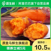 Authentic watermelon sweet potato 2 catties medium fruit fresh roasted sweet potato oily sweet potato chestnut Liuao sweet potato