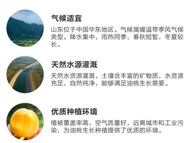 盒马 山东蒙阴黄金油桃 3斤 单果100g+ 图9