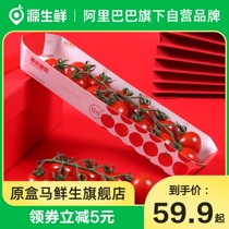 Branches of pure bunches of fruit small tomatoes 198g box of fresh virgin fruit raw tomatoes non-Provence