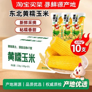 Authentic northeast sticky corn on the cob, 10 pieces, vacuum-packed yellow corn, freshly picked, sweet corn sticky ready-to-eat