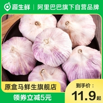 Shandong authentic Jinxiang quality garlic seasonal fresh garlic purple skin garlic head dry garlic 5 catties garlic cloves vegetables self-planting