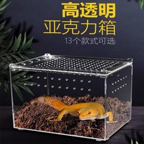 Reptile acrylic breeding box small pet transparent acrylic box spider gecko insect beetle snake landscaping light transmission