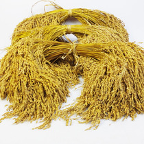Non-emulated dried flower scents and glutinous rice ears rice ears Paddy Rice Supermarket Farmhouse Music Flower Arrangement Performance Stage Decoration Shooting Background