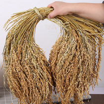 Guizhou farmhouse rice ear decoration glutinous rice grain dry flower non-emulated fake flower arrangement harvest filming acting props