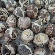 Yun Mo tried to eat 100 grams of fresh and tender edible mushrooms in farmers with thick meat and small flower mushrooms