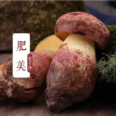蘑菇山大王的LOGO
