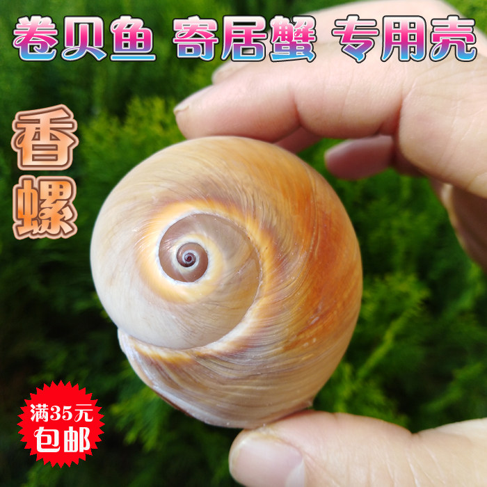 Natural conch shell scented snail roll scallop fish hermit crab special shell creative fish tank decoration aquarium landscaping ornaments