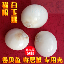 Natural conch shell cats eye snail shellfish Hermit crab special shell fish tank aquarium creative landscaping ornaments