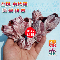 Natural conch shell barnacle Creative aquarium Landscaping Roll shellfish breeding empty phoenix flower pot Home decoration ornaments