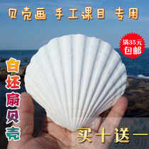 Natural conch shell large white scallop barbecue scallop painting handmade class Special scallop wall sticker fish tank decoration