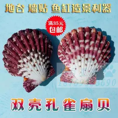 Natural conch shell craft gift decoration peacock fan shell creative fish tank aquarium aquarium landscaping platform wall stickers decoration decoration