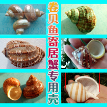 Natural conch shell roll shellfish Hermit crab special shell Creative fish tank landscaping aquarium decoration ornaments