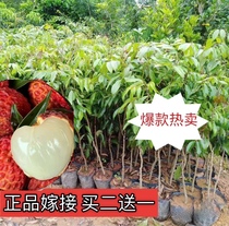 2-year-old seedless lychee seedlings fruit tree planting courtyard grafting and greening four-season evergreen basin planting buy 2 get 1 free