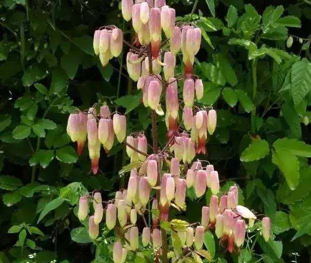 多肉不死鳥 掉地上就能長成一片 Ldquo 肉海 Rdquo 淘寶海外