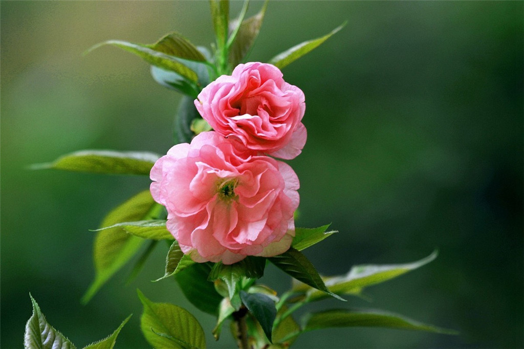 淘米水用來澆水 花開嬌豔 肥料錢都省了 淘寶海外