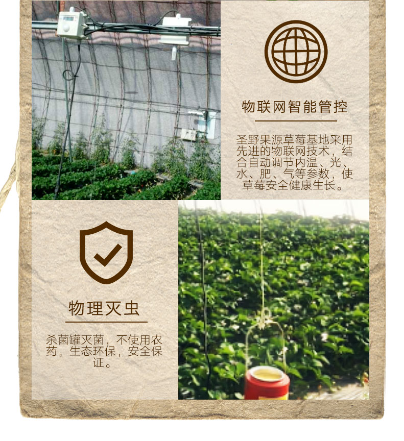 圣野果源 丹东东港 99红颜奶油草莓 3斤 图10