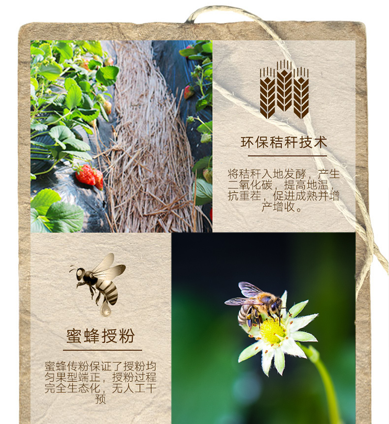 圣野果源 丹东东港 99红颜奶油草莓 3斤 图9
