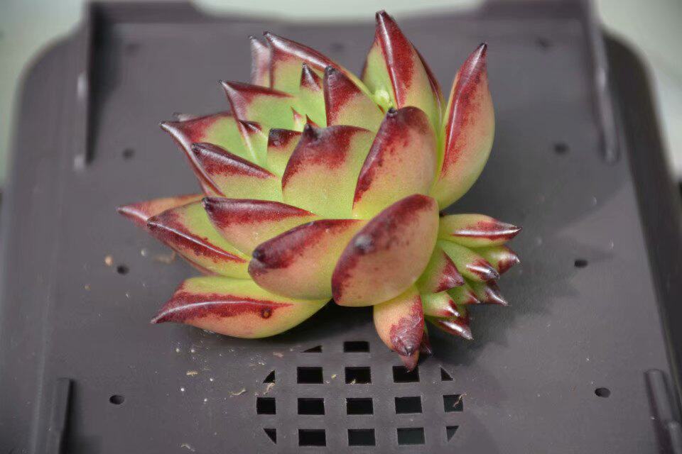 多肉突然異常變美 這有可能是死亡訊號 淘寶海外