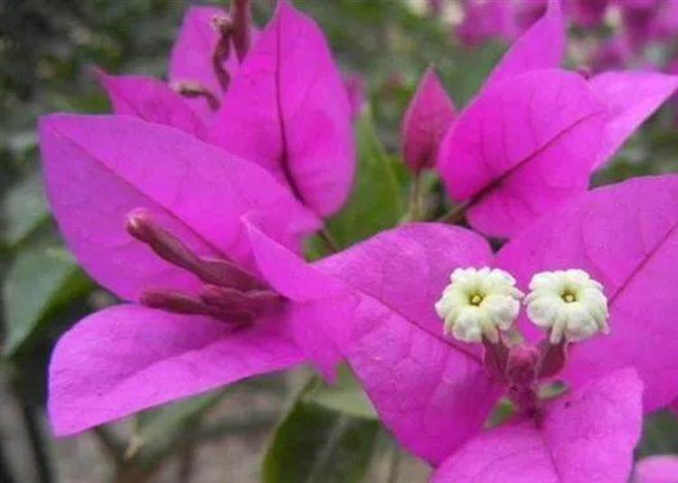 絕技丨拿捏好控水促花 三角梅可盛開一夏 淘寶海外