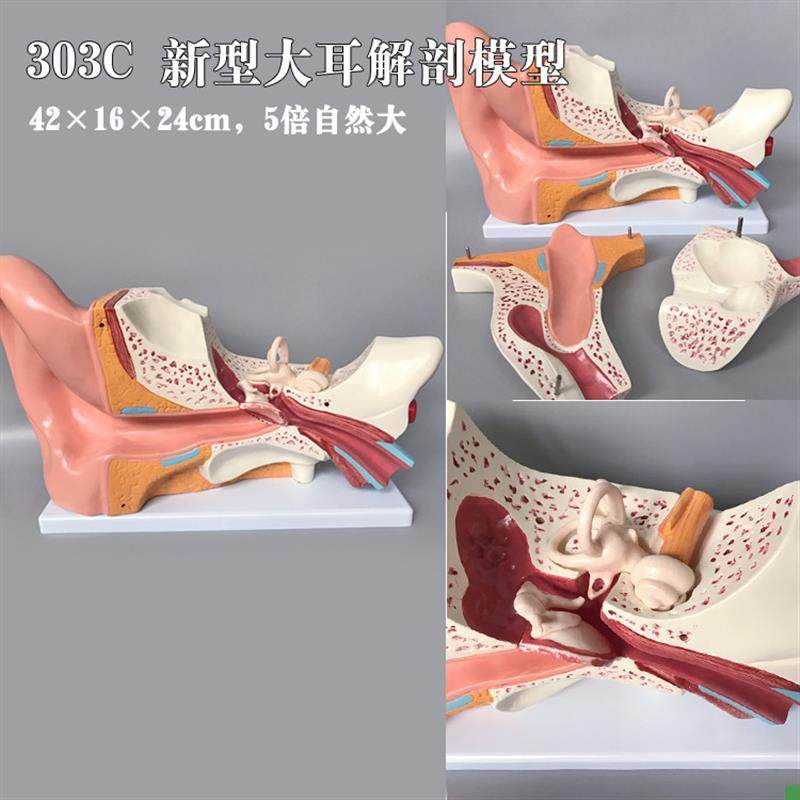 Eye and Ear Model, Enlarged Eyeball, Nasal Cavity Anatomy, Ent (Ear, Nose, Throat) Human Body Medical Teaching Aid