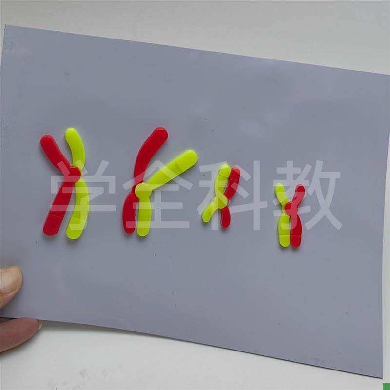 Model Components for Chromosome Changes during Meiosis, Magnetic Stickers, High School Biology Experiment Equipment for Teaching