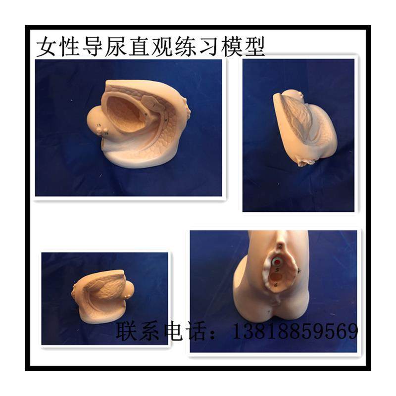 Interchangeable Male and Female Catheterization Model, Catheterization Training Model, Lower Body Model, X External Genital Organ Module