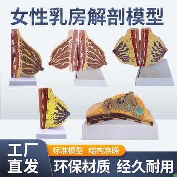 Female lactation breast model q breast anatomy breast model maternal and infant care confinement nanny training model