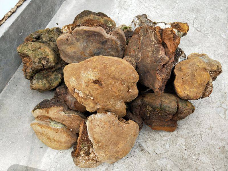 Purple Snow Ganoderma Lucidum Wild Horseshoe Yellow Fragrant Rhubarb 500g