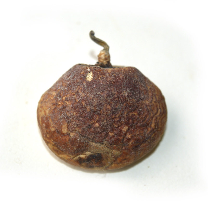 Yunnan Wild Cryptosporium Tree Poached Pine Olives 500g Nationwide