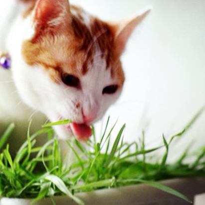 优质猫草种子可水培土培猫咪化毛催吐毛球小麦草种子无土栽培