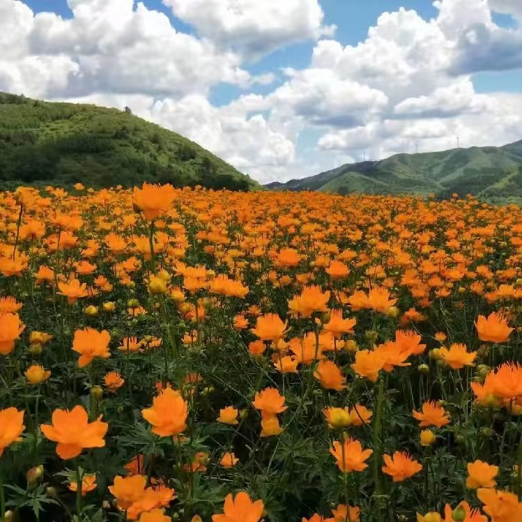 塞罕坝特产