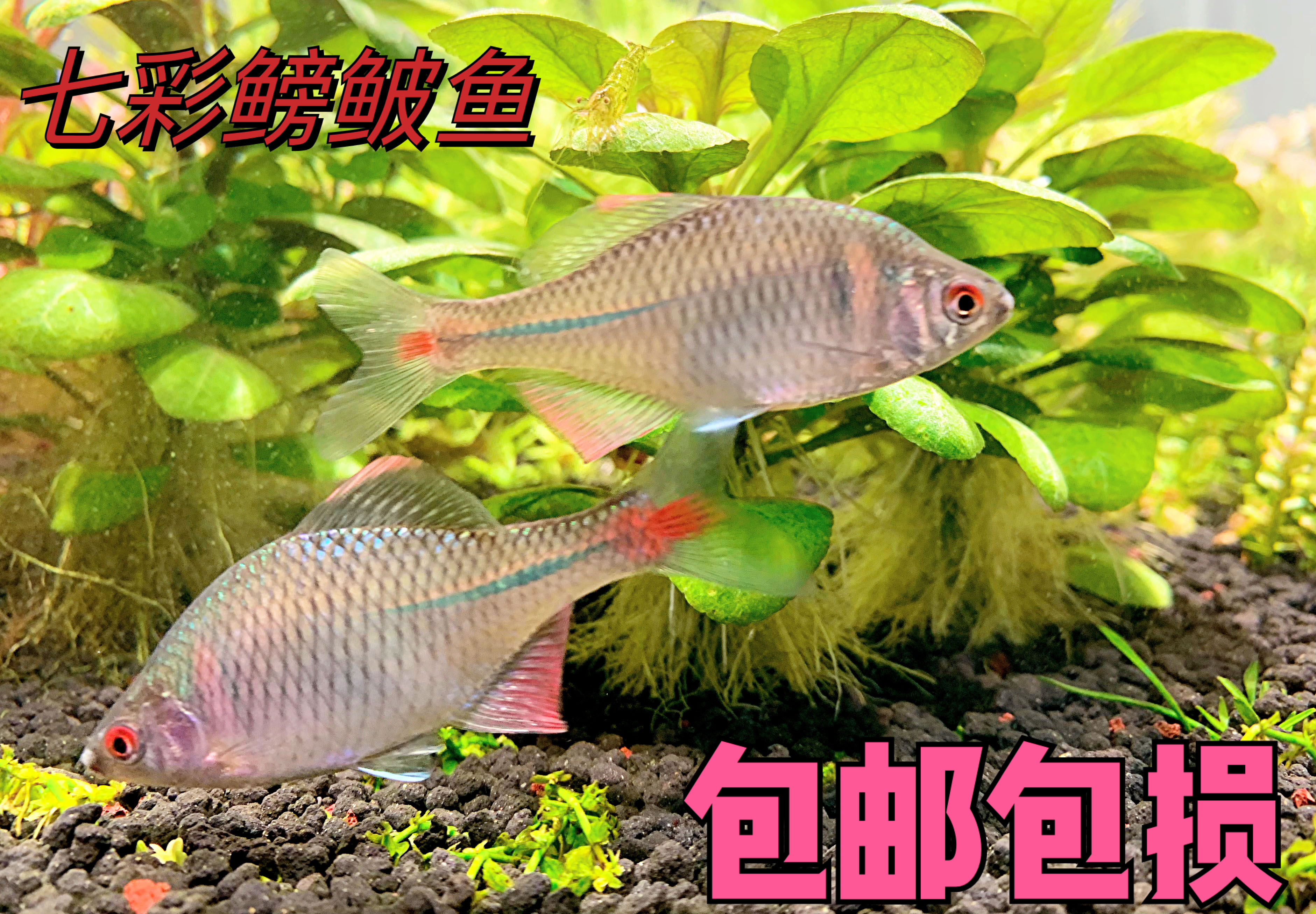 长鳍斑马鱼,品种,变种(第2页)_大山谷图库