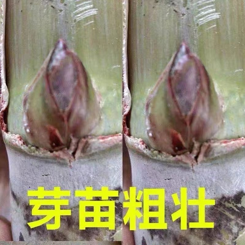 为什么云南黄金甘蔗中段是热带水果中的宝藏？（2026热门推荐）