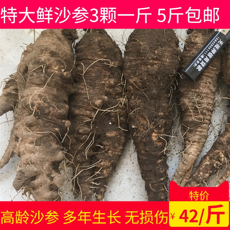 Fresh Northeast Sand Ginseng Wild Mountain Carrot Wheel Leaf Party Ginseng Mountain Melon Korean Kimchi 5 kg