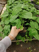 New Colombian passion fruit grafted seedlings pure sweet not sour southern fruit saplings courtyard balcony potted passion fruit