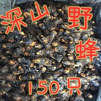 250g (about 150 pcs)Caught frozen Golden Ring Giant Tiger Head bee Wild bee wins black-tailed hornet Golden Shield vespa