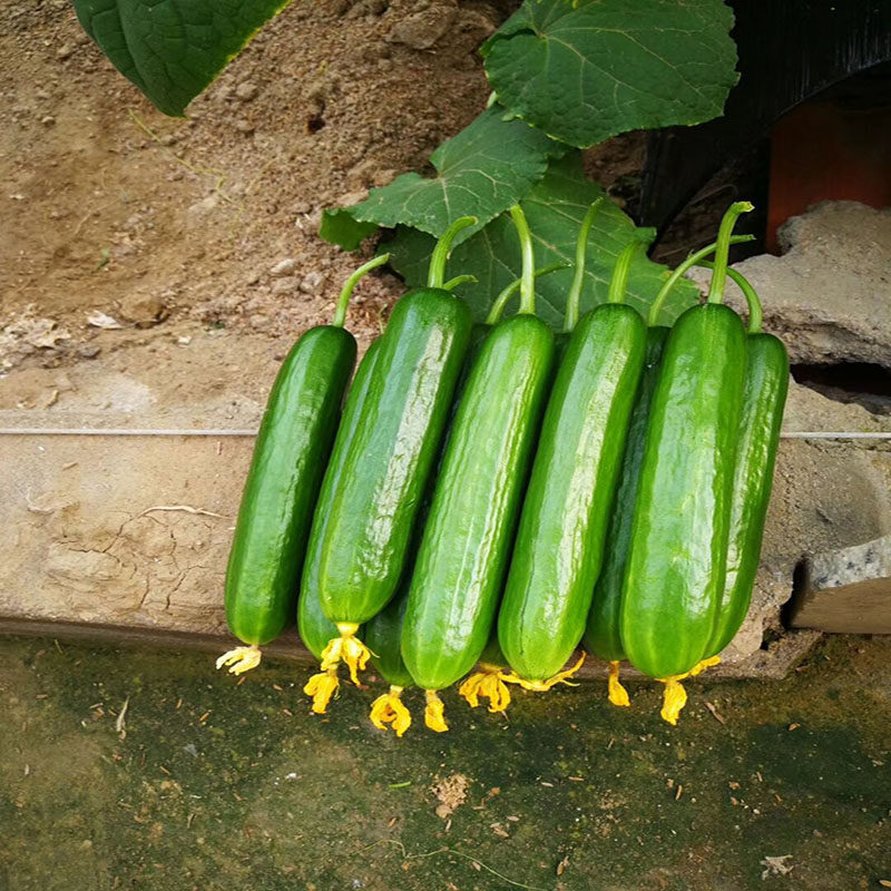 凯迪水果黄瓜种子荷兰四季蔬菜水果黄瓜种籽苗高产无刺83-16包邮