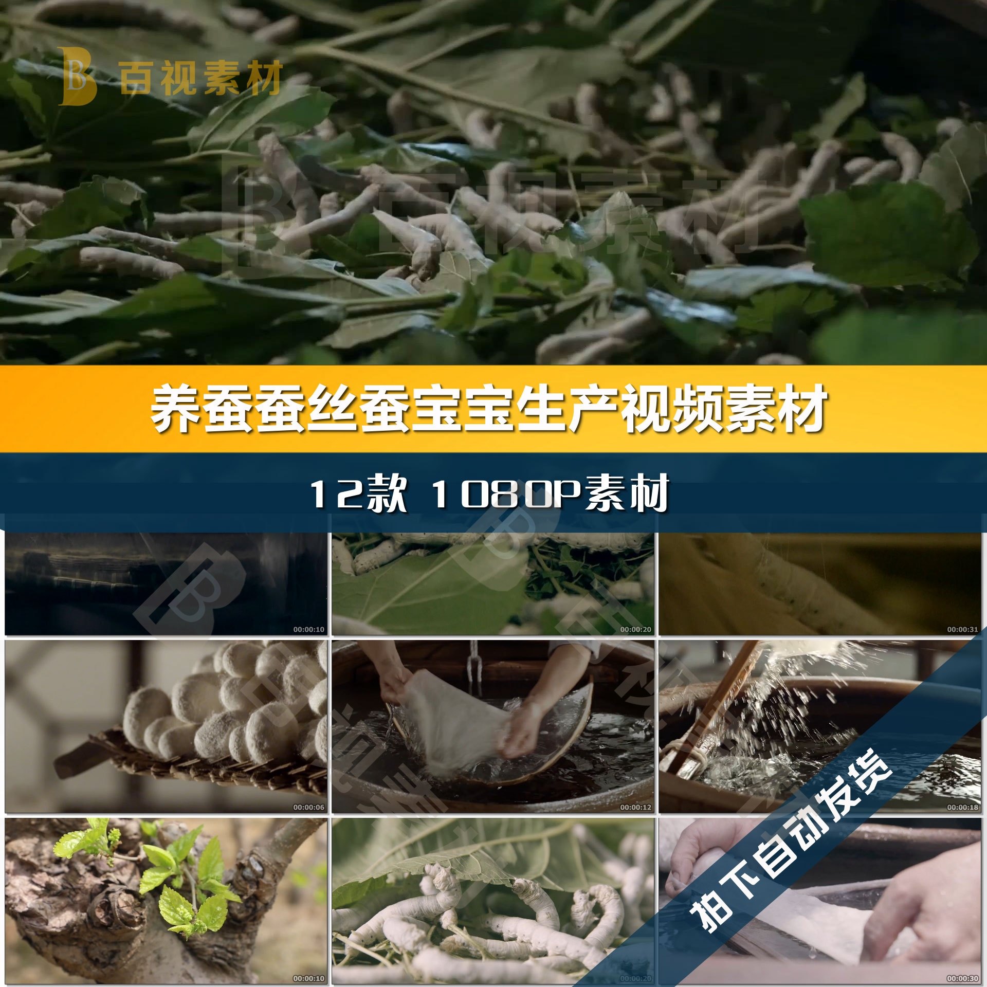 养蚕需要哪些步骤?从蚕卵到吐丝的全过程你了解吗?_补光灯_淘宝数码网