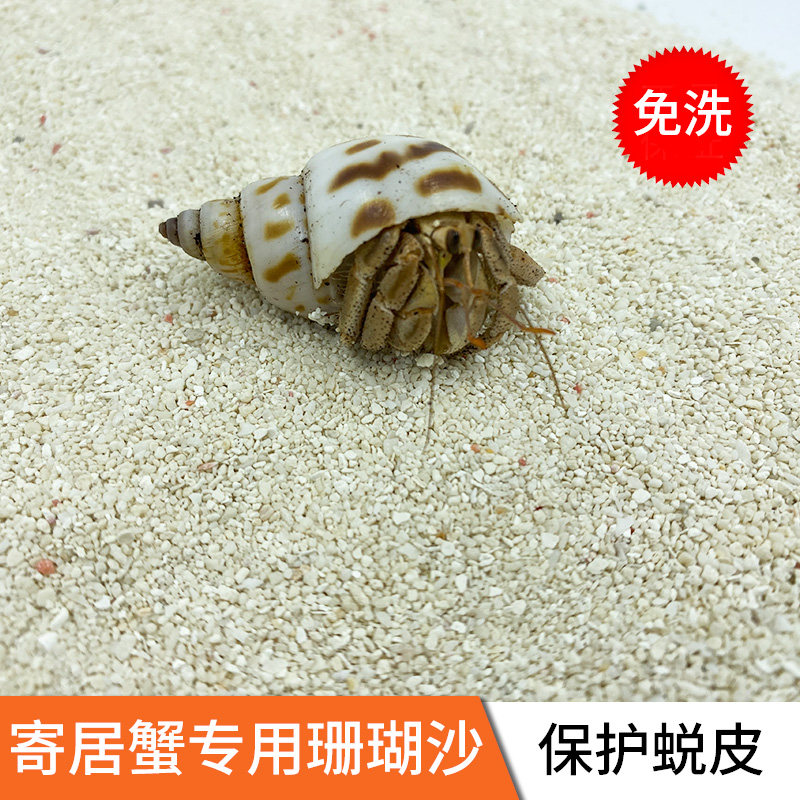 Free washout Philippines Coral Sand Consignment Home Crab Natural Mat special sand fish cylinder View Bottom Shabby Shell Natural Seasand
