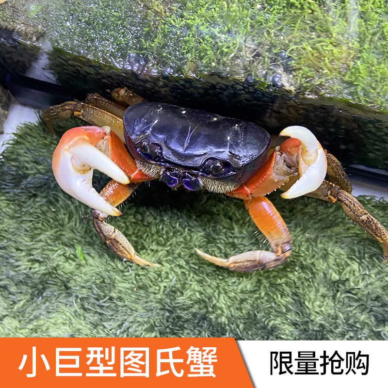 Small giant Thu crab big crab lively and cute to watch crab Crab sloth to raise crab crabs