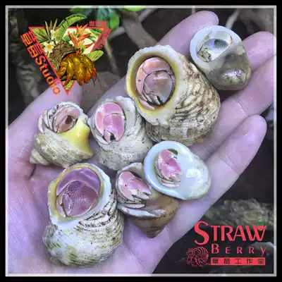 New Freshwater pets(Color gray and white hermit crabs)Land Hermit Crabs Mini Pet Crabs Pet Hermit Crabs