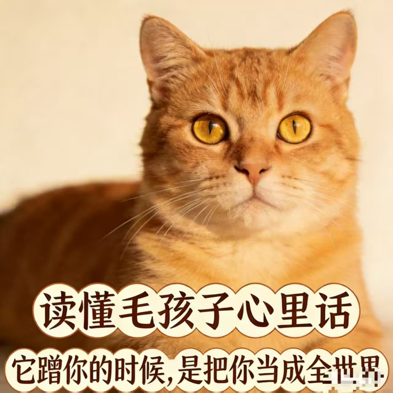Little Swallow Pet Communication Specialist Solves the Problem of Kittens Urinating Randomly, Anxiety, Shyness, Biting, Fear of People, and Avoidance Behavior Issues Little Swallow Pet Communication Specialist Solves the Problem of Kittens Urinating Randomly, Anxiety, Shyness, Biting, Fear of People, and Avoidance Behavior Issues