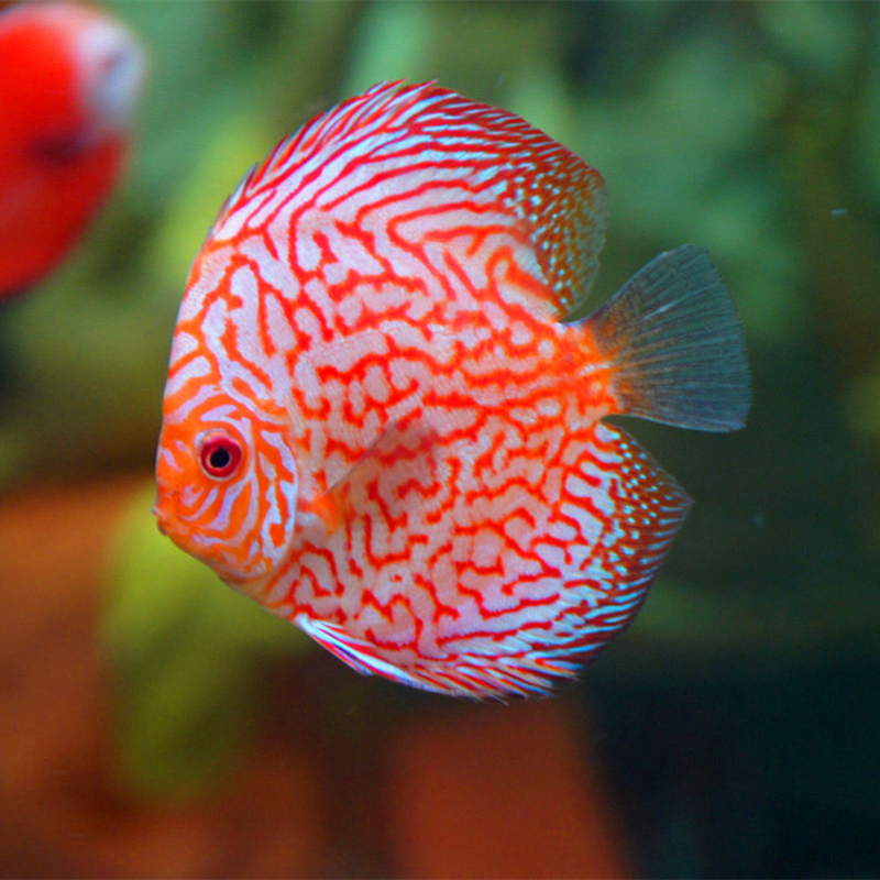 Small tropical fish freshwater fish aquarium ornamental fish colorful angelfish package live head and tail 1-10 cm fish farm direct sales