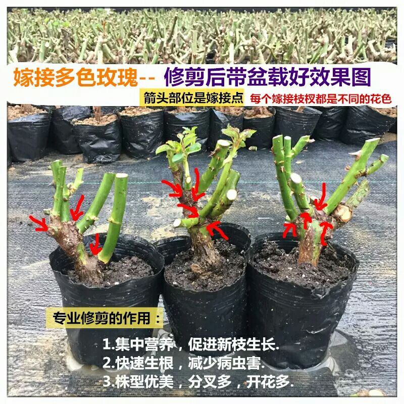 玫瑰花老桩四季开花玫瑰花苗盆栽庭院室内阳台花卉盆栽地栽包邮
