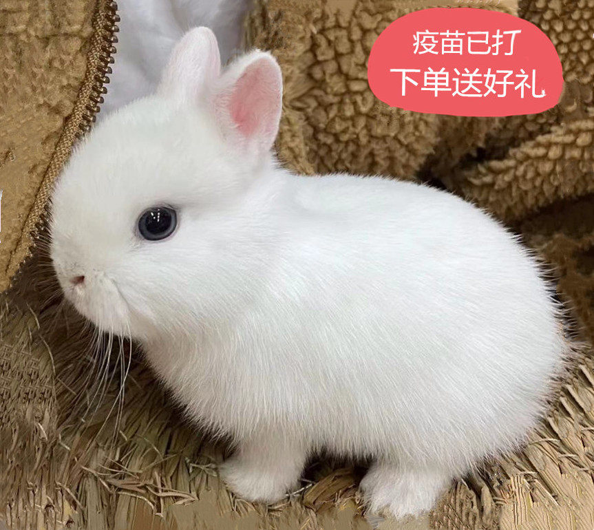 Dodge dwarf rabbit live mini small phoenix-eyed crabapple cat cat rabbit teacup pet rabbit live animal