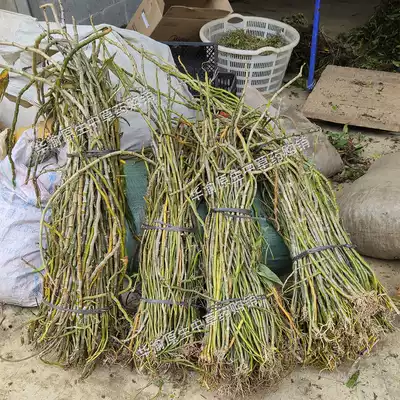 3 Jin Guangxi aquatic plants Dendrobium bitter grass Dendrobium Dendrobium flowers 1500g fresh flowers 1500g