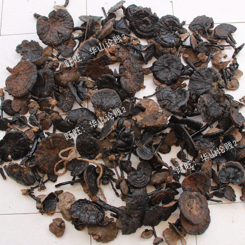 Lingzhi Promotion Guangxi Wild Lingzhi Nourishing Whole Branches Red Lingzhi Wild Purple Lingzhi 500g Wild Lingzhi