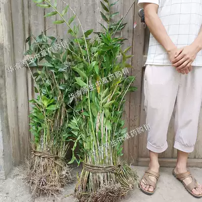 1500g tassel seedlings fresh Dendrobium green plant flowers potted grass seedlings